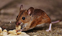 24 Hour & Emergency Exterminators in Waynesburg, PA